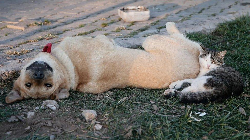 A dog and a cat lying on the ground together