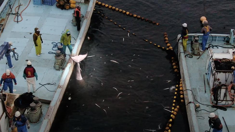 The whale being held under water