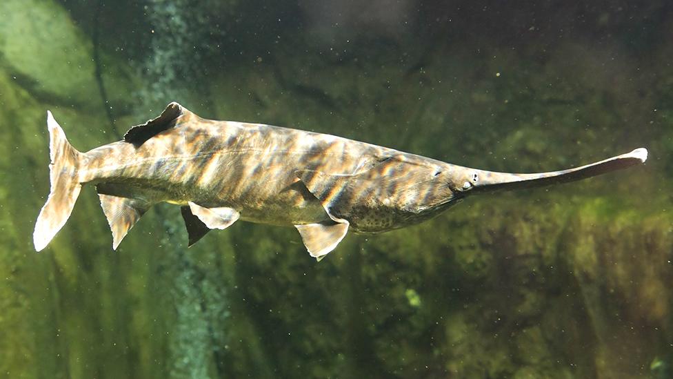 American paddlefish