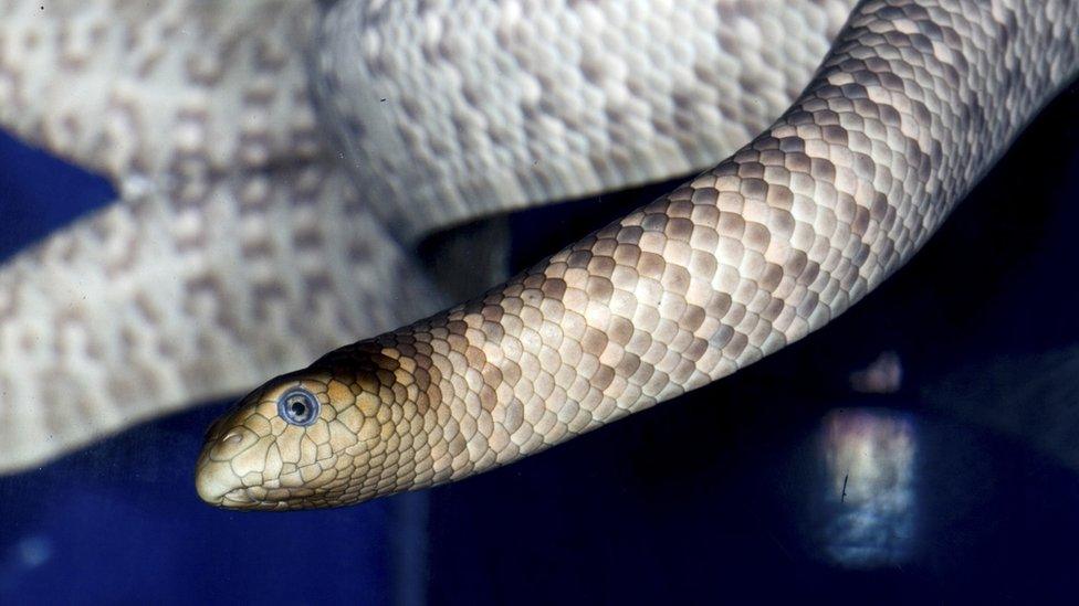 An olive sea snake in Australia