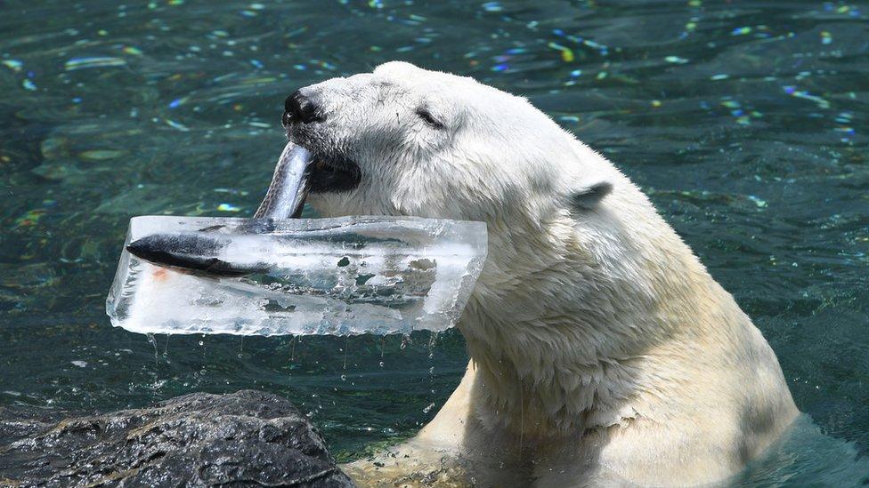 , 23-year-old male named Tongki, eats iced fishes given out to help beat the summer heat