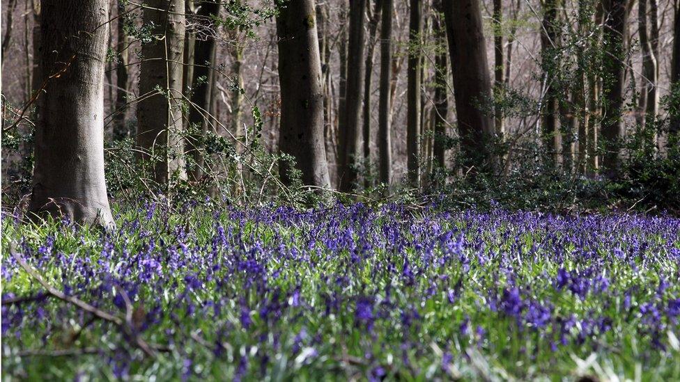 MPs are calling for greater protection for ancient woodland