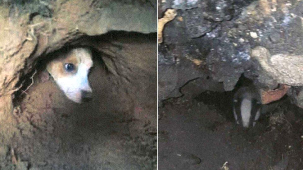 Terrier and badger in sett