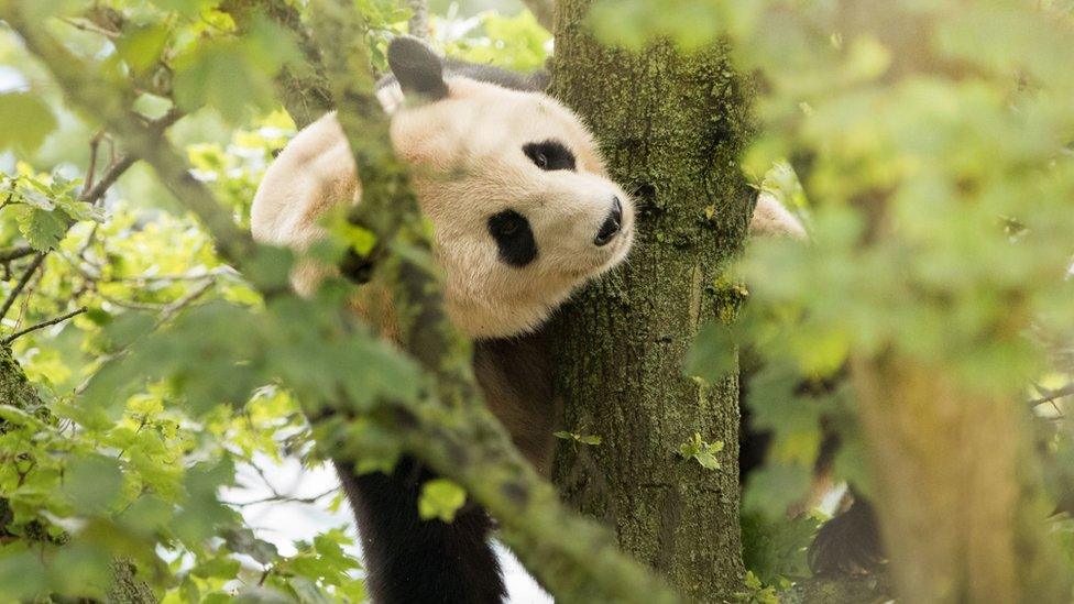 Giant Panda, Yang Guang, exploring his new home at Edinburgh Zoo.