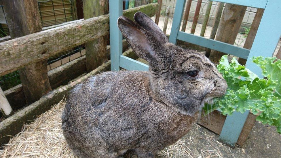 Rabbit eating kale