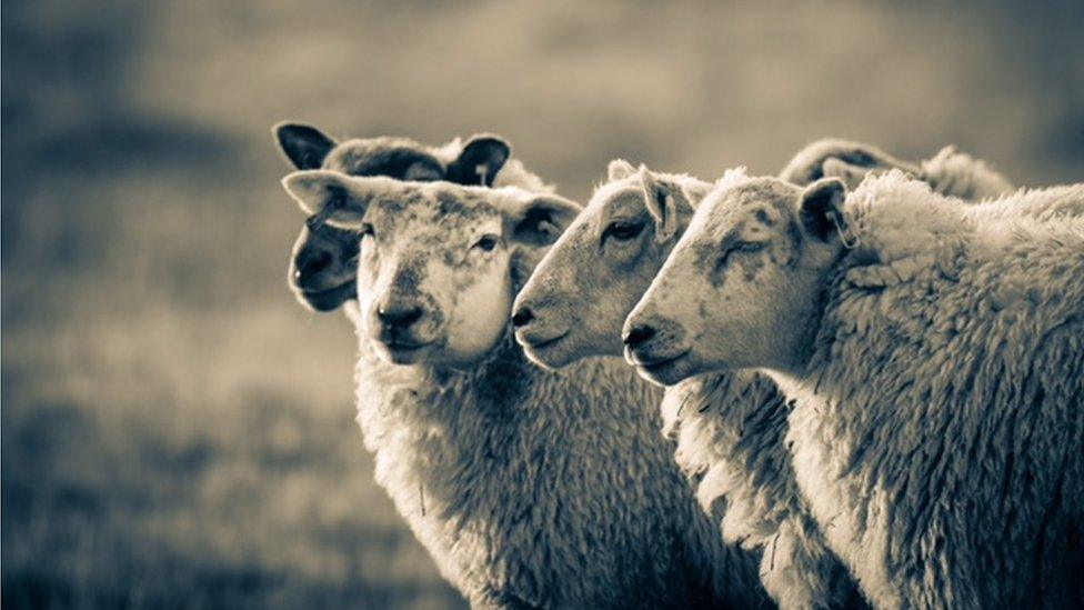 A flock of sheep enjoy the last hour of winter sunshine in Groeslon, Gwynedd, in this photo taken by Richard Storey