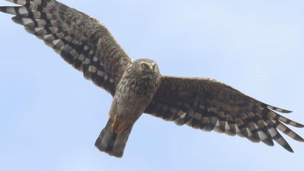 Aalin the Manx hen harrier