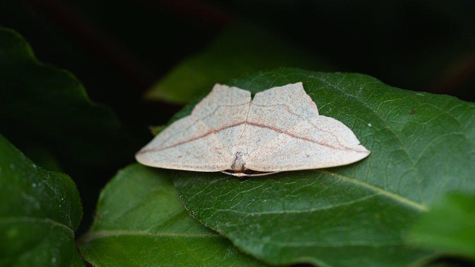 White moth on green leaf close-up