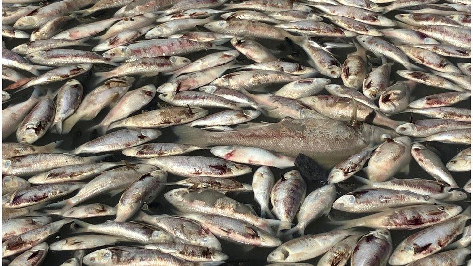 Millions of dead fish washed up on the river