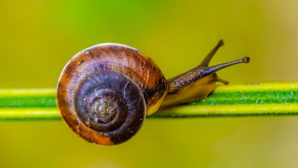 snail.