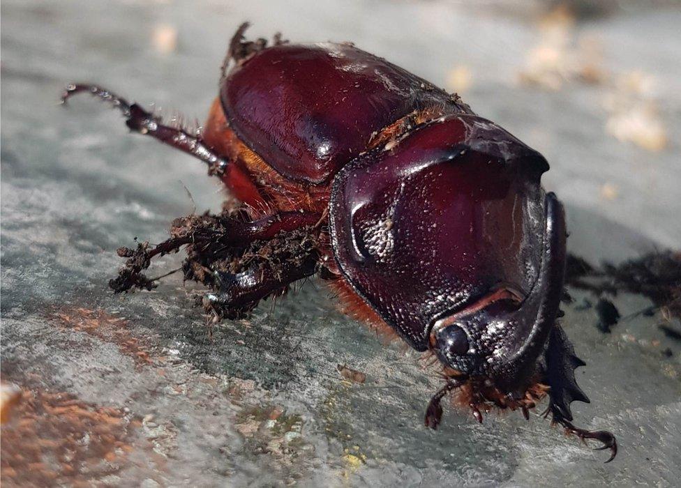 The European Rhinoceros beetle