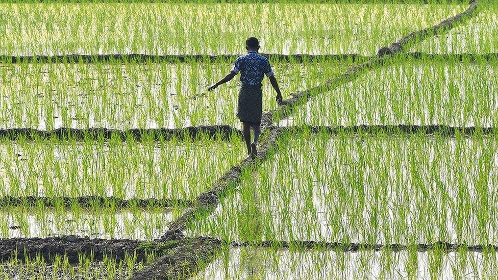 India farmer