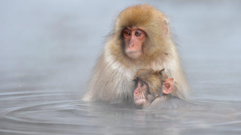 Japanese macaque, commonly referred to as 'snow monkeys', take an open-air hot spring bath, or 'onsen' at the Jigokudani (Hell's Valley) Monkey Park in the town of Yamanouchi