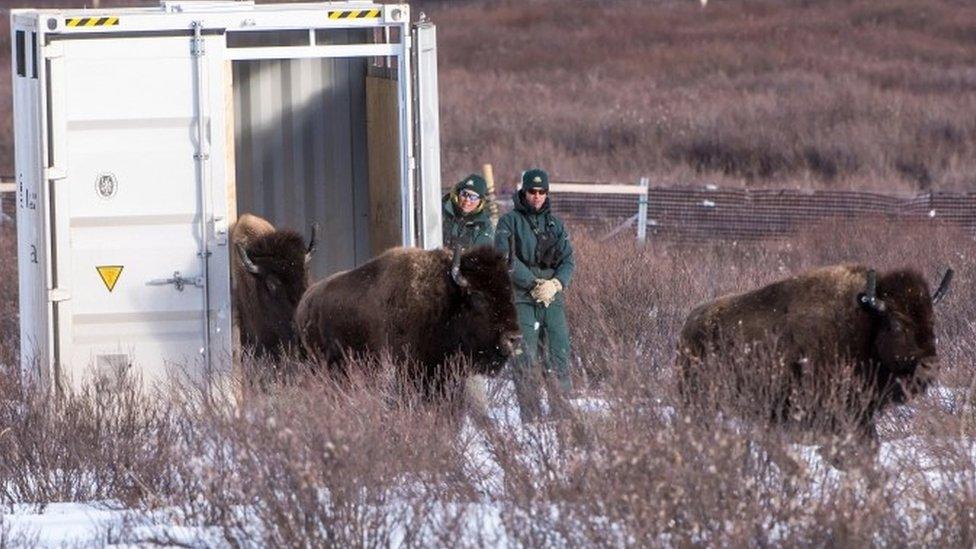 Parks Canada resource conservation staff watch as bison return to Banff National Park (01 February 2017)