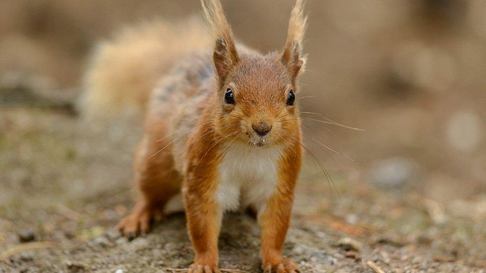 Red Squirrel