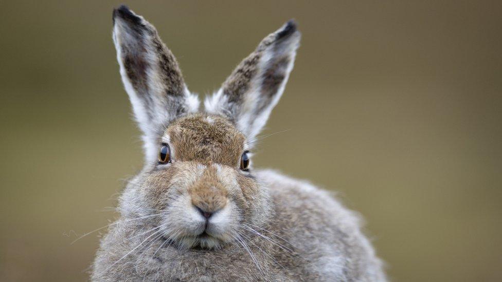 Mountain hare