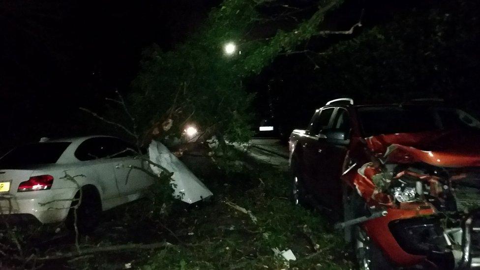 Fallen tree destroys two cars