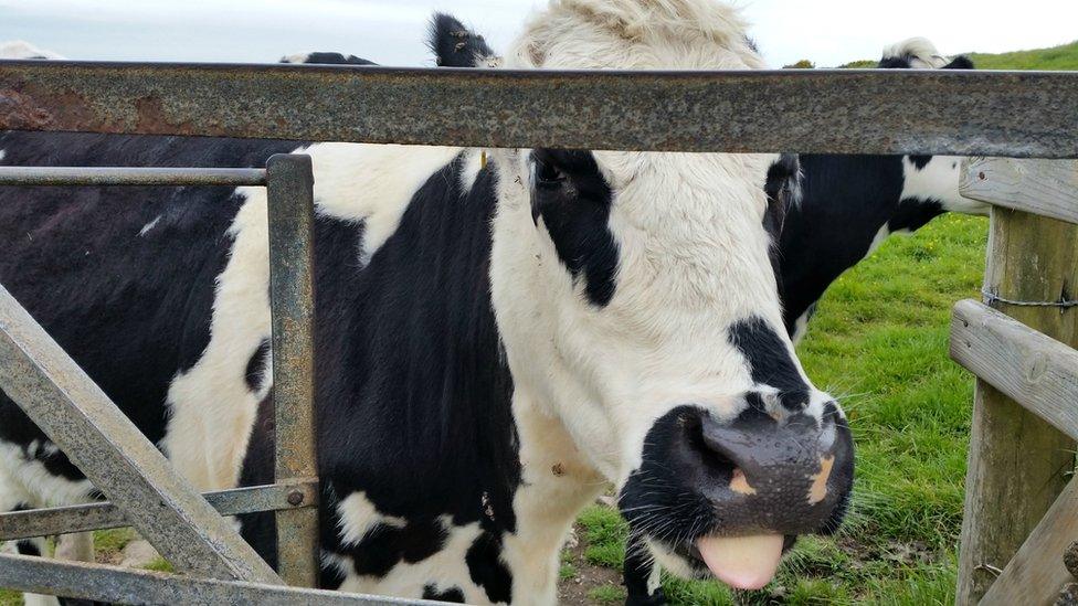 A cow sticking its tongue out