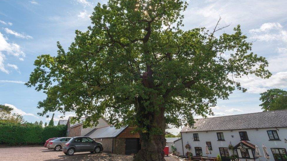 Cefn Mably Oak, Michaelston-y-Fedw, Newport