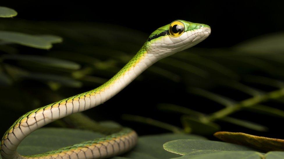 Baby-Parrot-Snake-in-Rainforest.