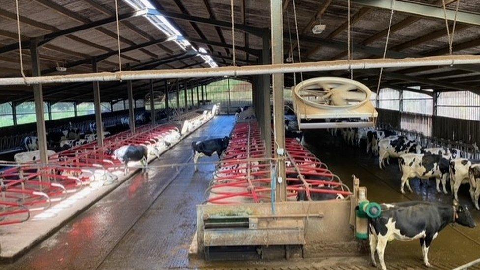 A cow shed