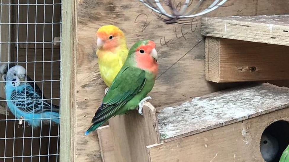 green, yellow and red birds