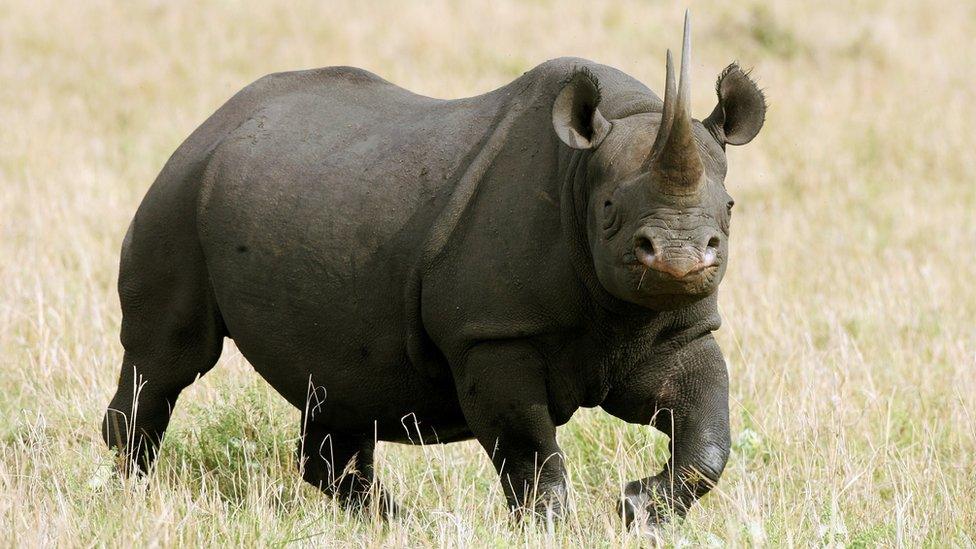 A female black rhino