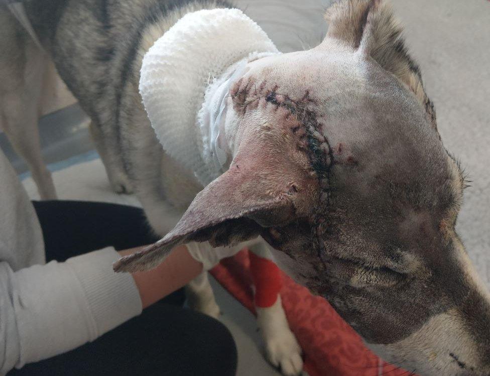 Scar on dog hit by train