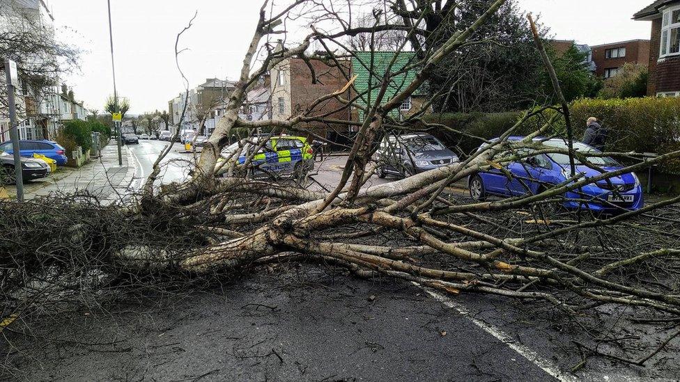 Across southern England, trees - like this one in Golders Green, London - were brought down by the storm