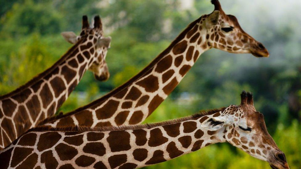 giraffes