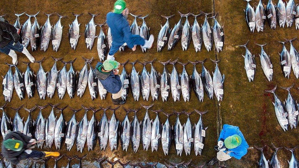 Buyers inspecting tuna at the tuna market in Katsuura on the Kii Peninsula, the premium tuna auction in Japan.