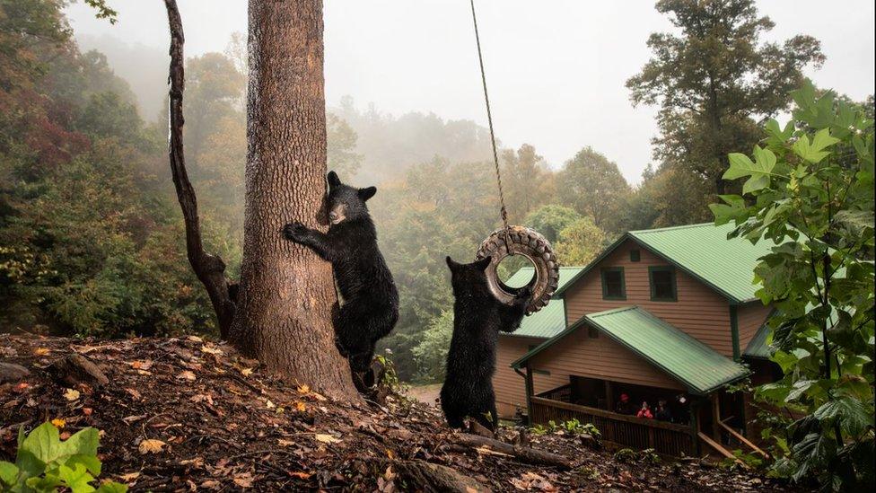 Bears playing with a tyre swing in a garden