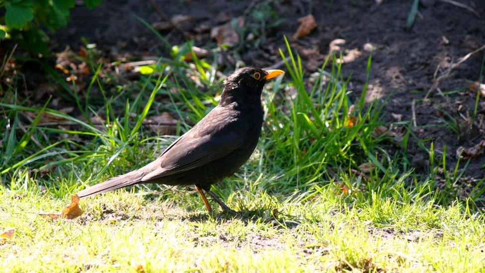 A blackbird nesting