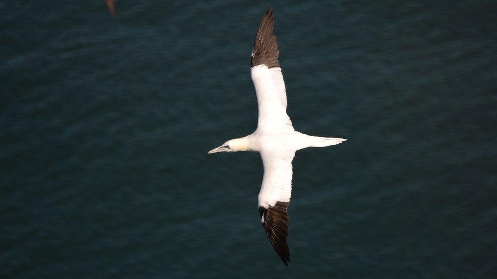 Gannet