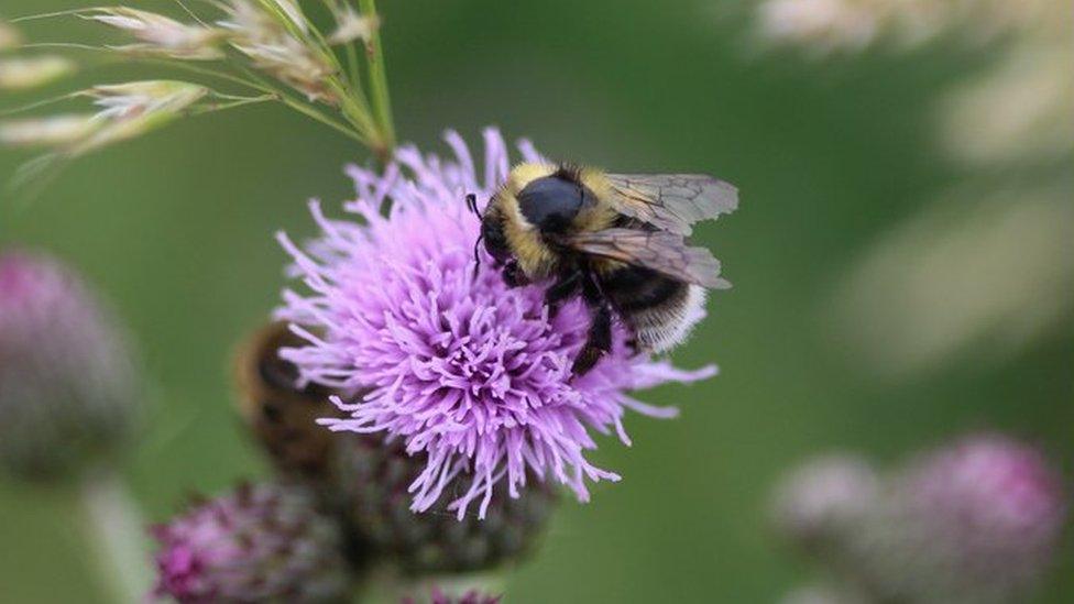 Shrill carder bee