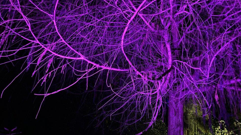 A tree with lots of smaller, string-like branches lit up in pink.