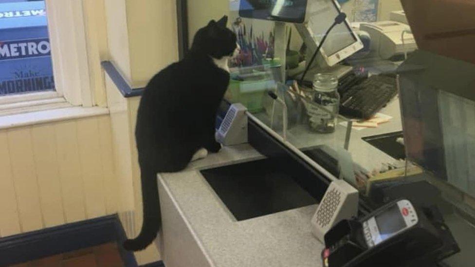 black and white cat sits on train station kiosk