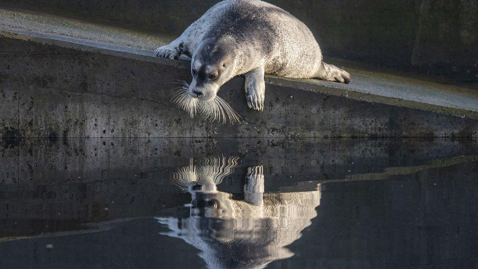 Bearded seal