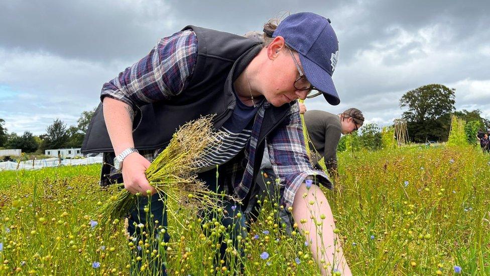 Flax harvesting