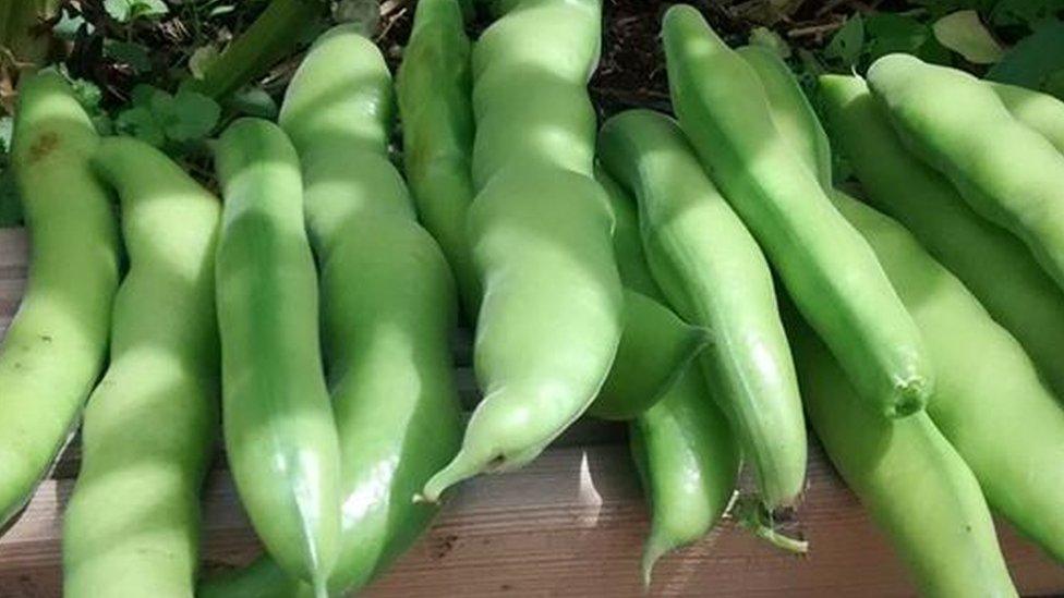 Broad beans