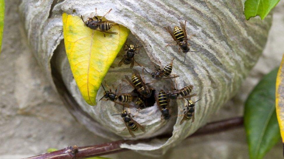 Wasps nest