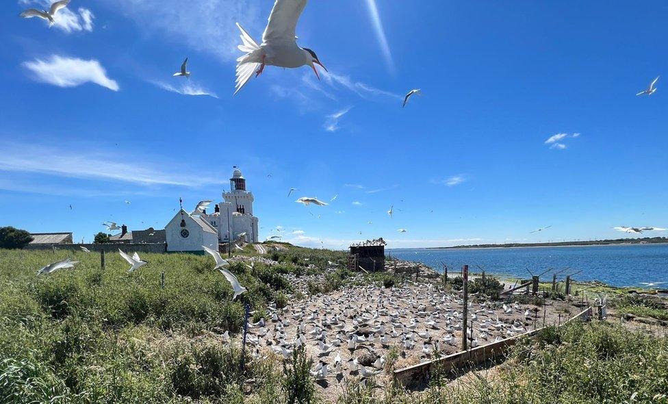 Roseate terns on Coquet Island in Northumberland