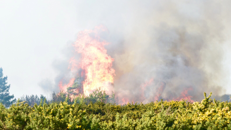 Blaze in the Ashdown Forest