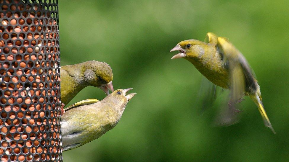 Greenfinches