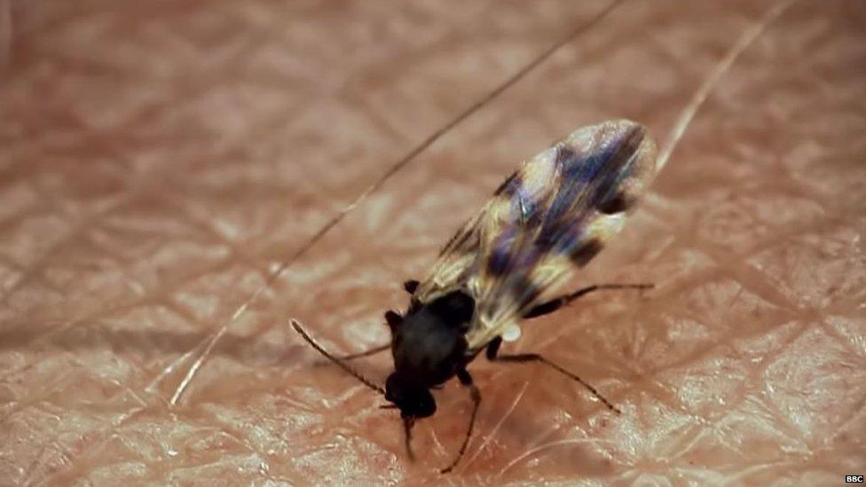 A midge under the microscope as it feeds on a human