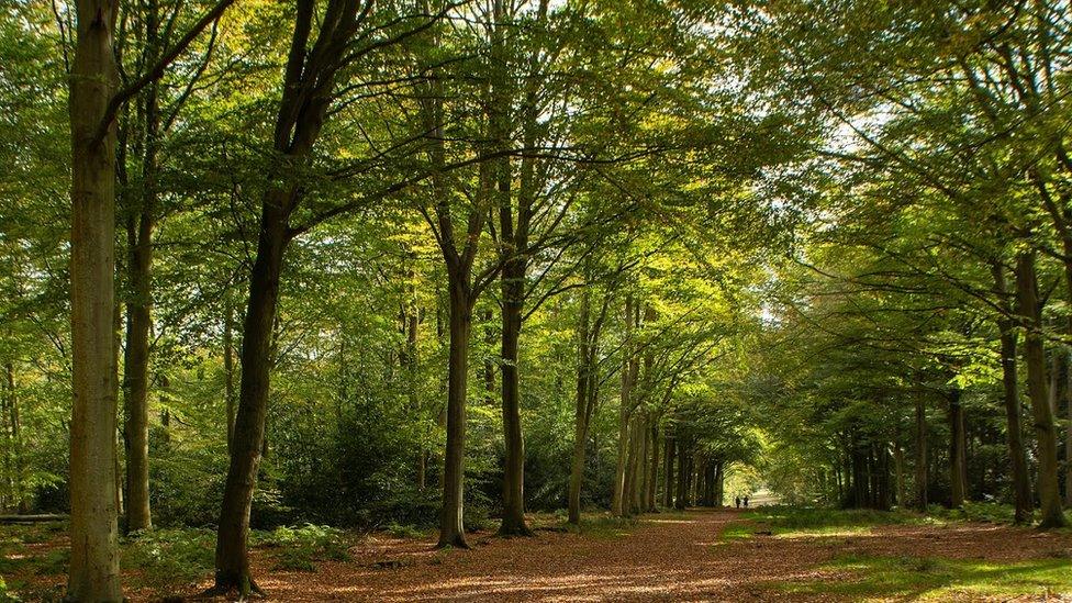 Felbrigg Hall avenues of beech trees