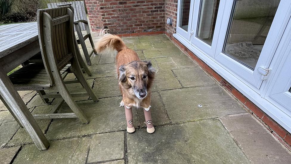 Cola with his new legs