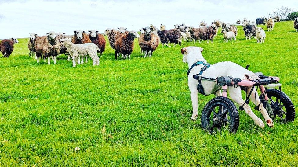 Hope the dog watching sheep