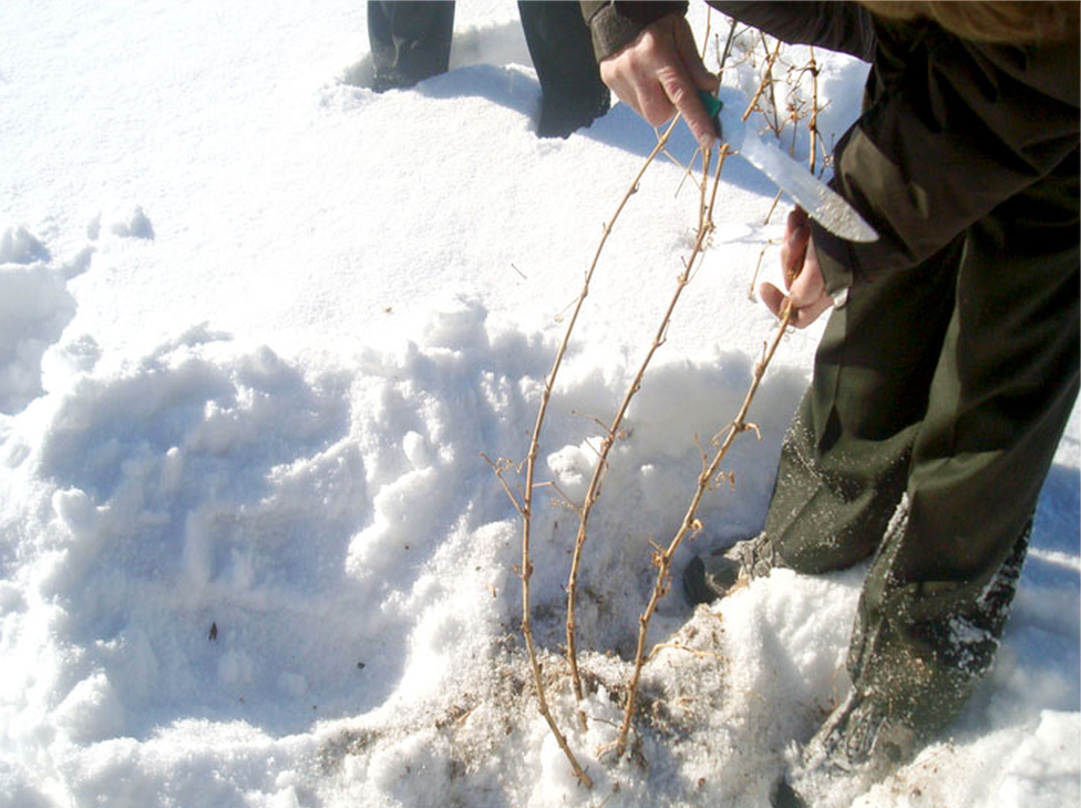 This picture shows a man standing in the Altai vineyard during a heavy snowfall