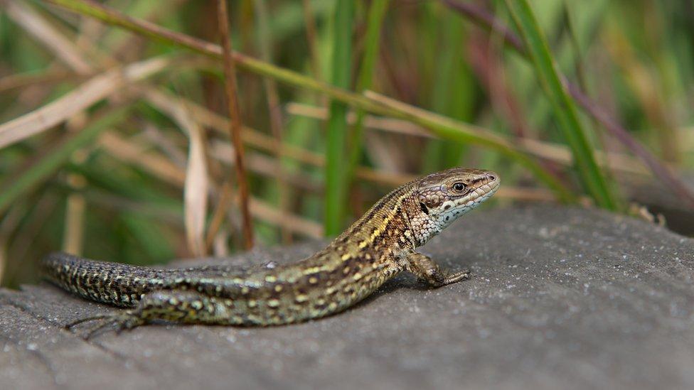 Common lizard